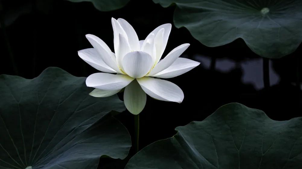 人生大格局的经典句子