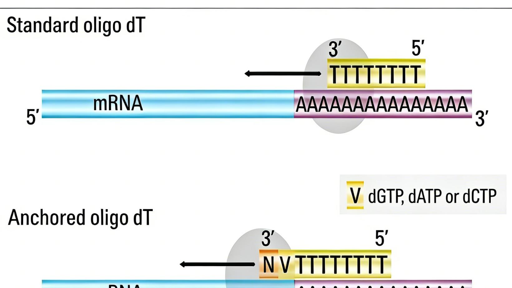 RT-PCR技术原理与实验指南