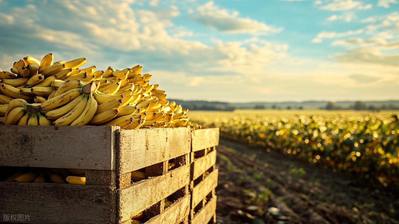 从太平洋果篮、菲佣、到全球的邮轮服务员，看菲律宾的多重面孔