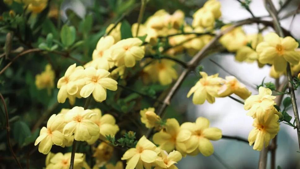 不用跑植物园了！在安亭划船赏春