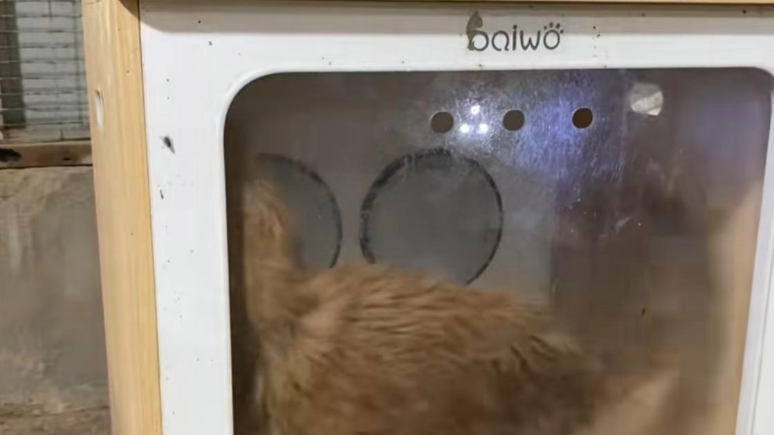 卑微的流浪狗，两次被人收养，结局却有着天壤之别