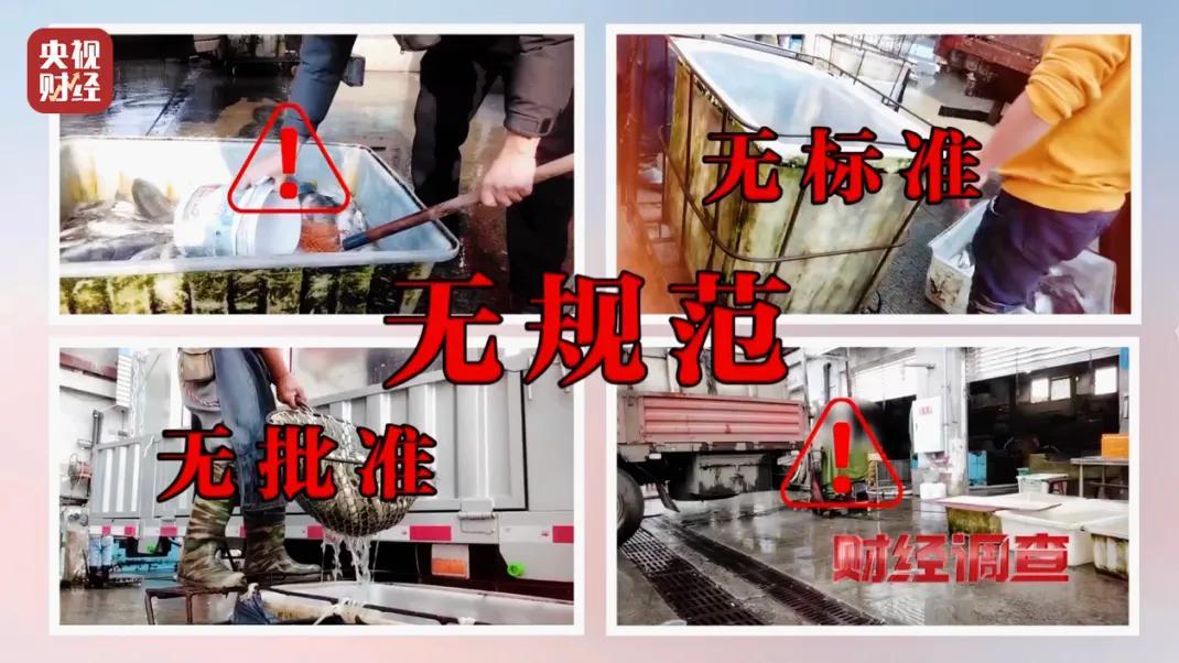 【消费提示】央视曝光！这种“安静”活鱼别买，或含剧毒工业酒精