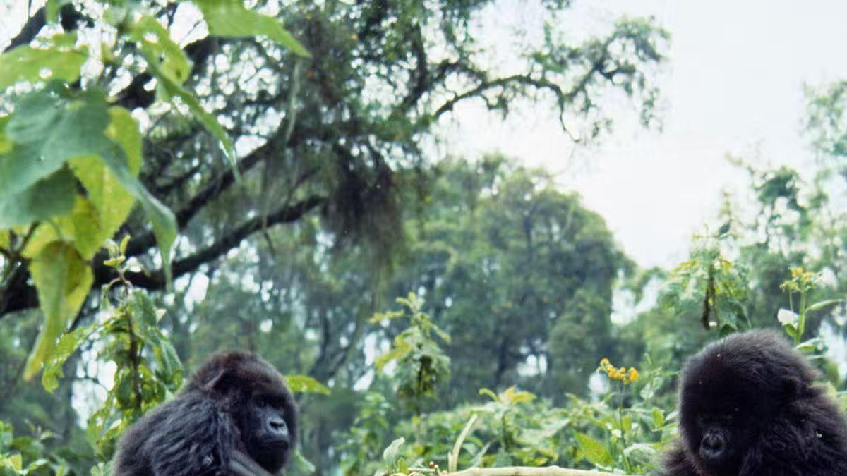 大卫·爱登堡：与大猩猩奇遇，胶片险遭遗失