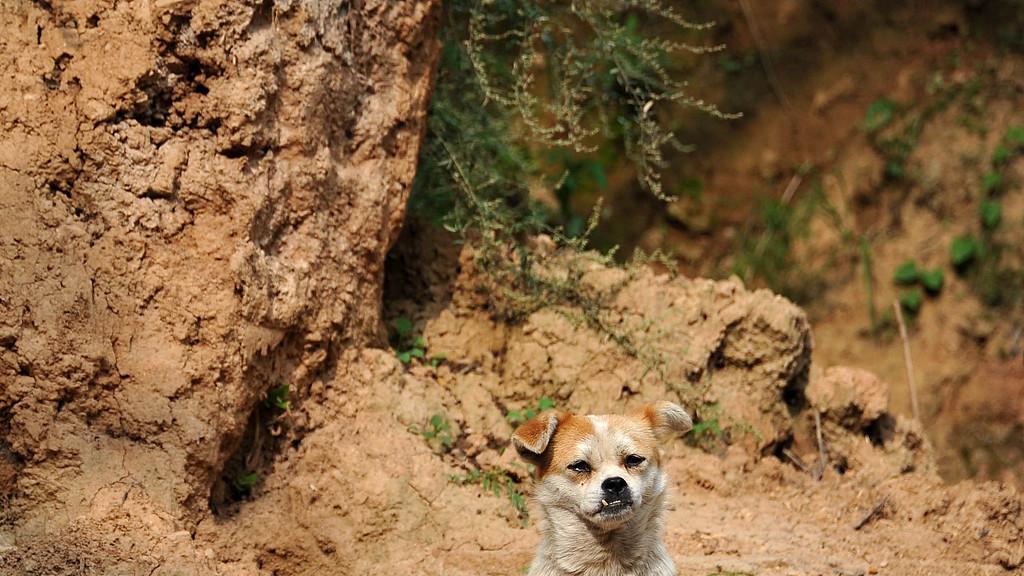 猫狗纪事：难舍的分离，无奈的决定（上）