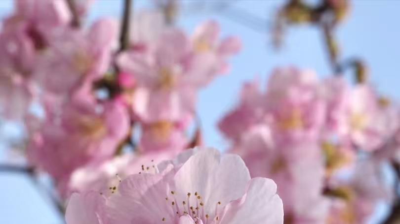 百代生物推出EMSA探针生物素标记与合成服务