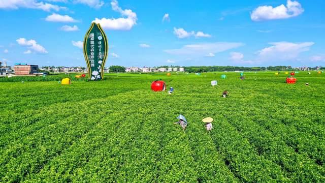 一朵茉莉，半城民生——横州茉莉花产业风雨中孕育新香