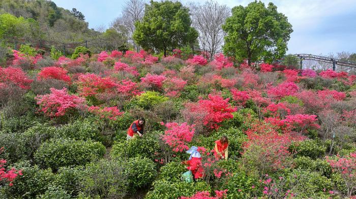 蝴蝶大乐透26037期分析，本期的冷码总共有8个号码，有机会开出2到3个吗？