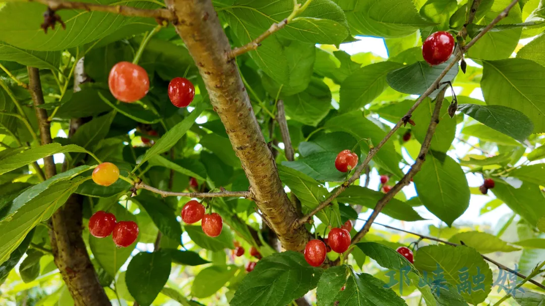 樱桃甜，芍药艳，到这里解锁春日限定盛景吧~