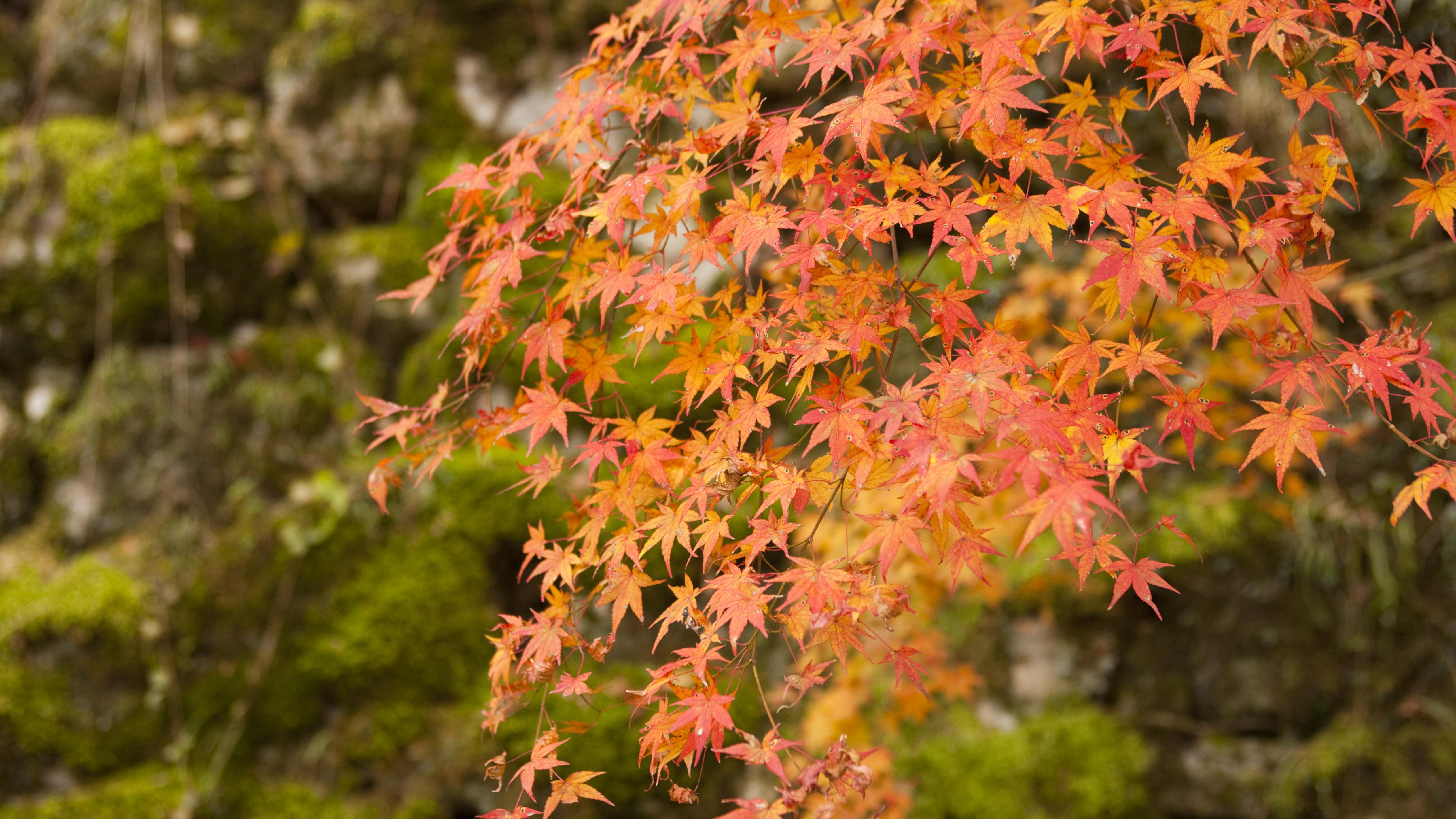 金价40年最大跌幅，真正被洗掉的不是趋势