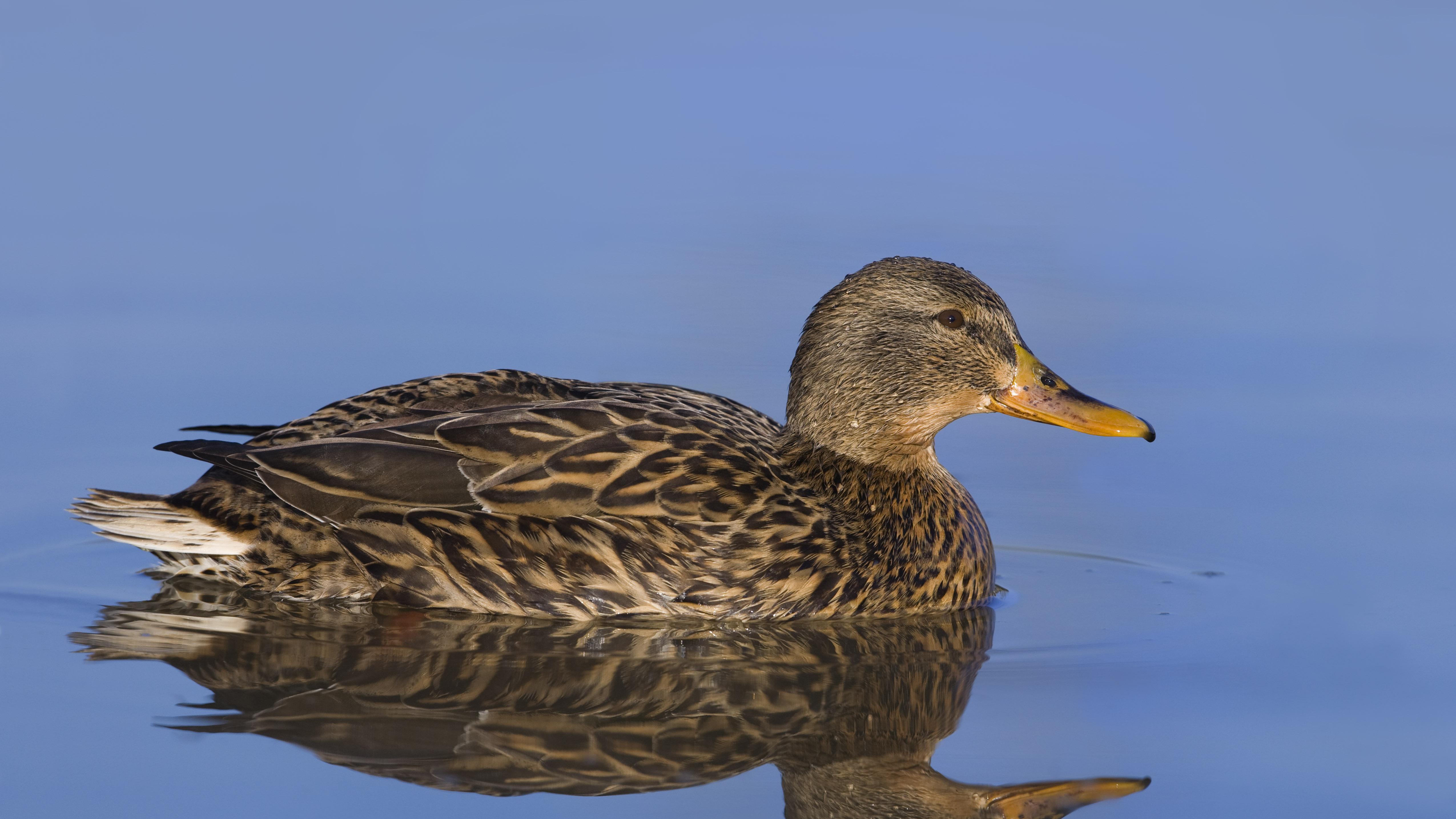 央行在下一盘更大的棋，只是你没看出来