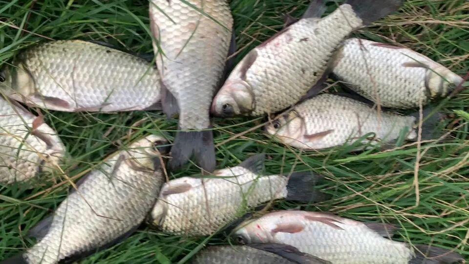 寒冬野钓不空军！揭秘四川抖米钓法三大制胜法宝，完胜传统台钓