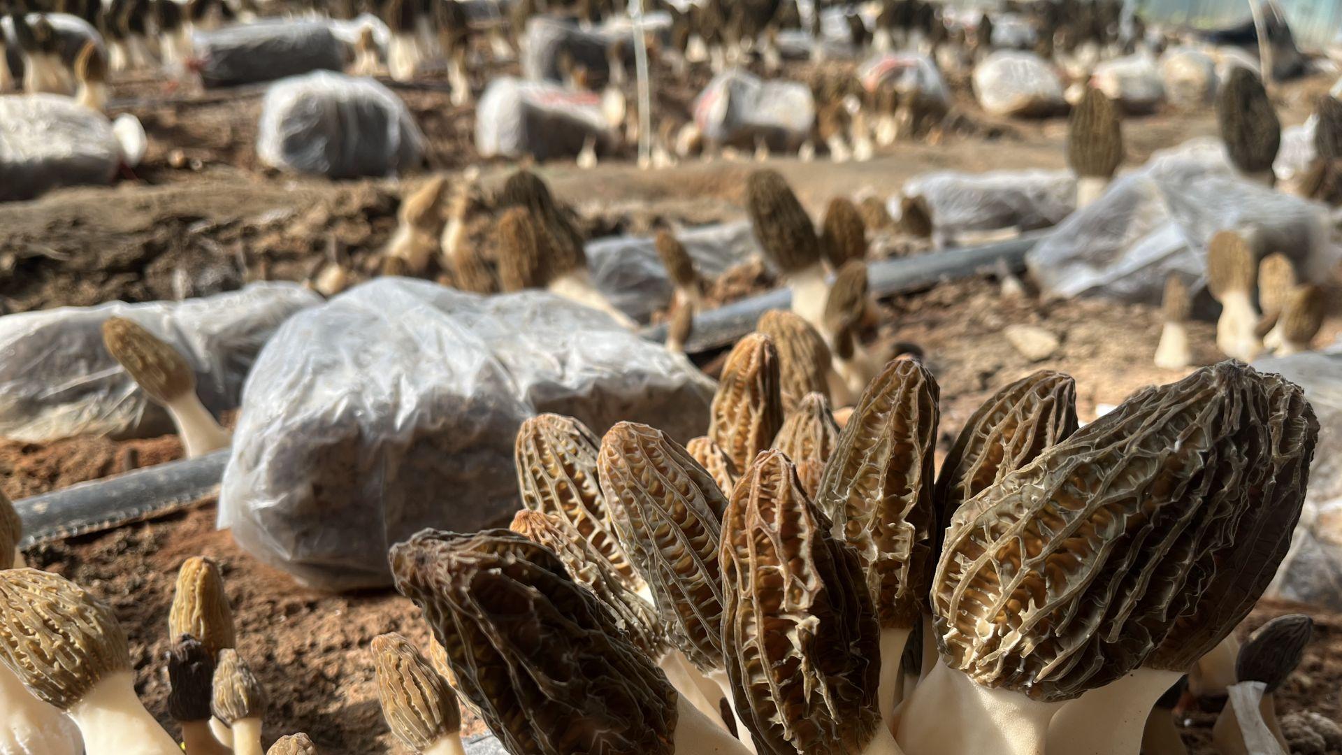 土地上的“精算法”！青岛这个小镇让一亩地实现效益翻番