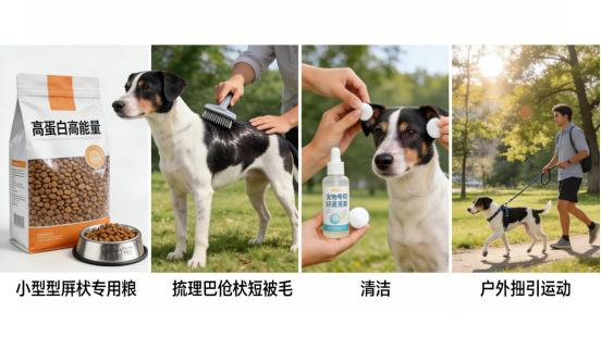 “沉默的猎手”——巴仙吉犬全维度解析