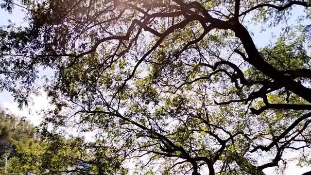 湖北咸宁刘家桥古镇，江南水墨风景攻略！