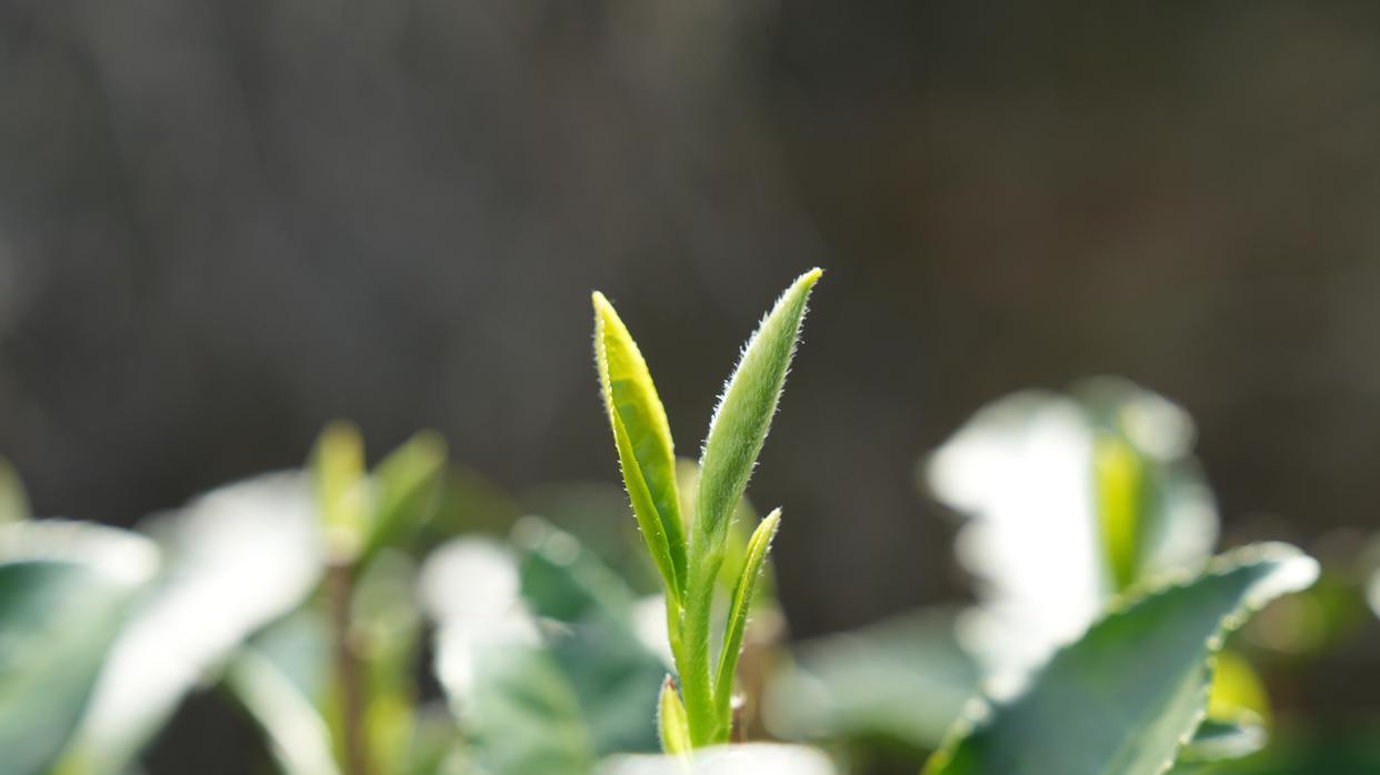 能把新茶做好喝，何必要喝老茶