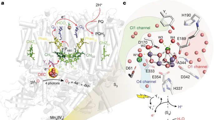 过渡态与中间产物的本质差异：理论依据与研究方法