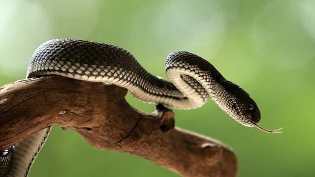 如果我是一条蛇