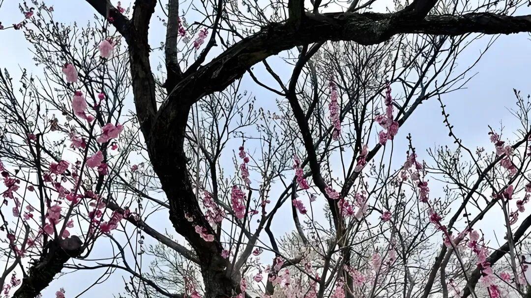 七律·冬末寻梅醉余生