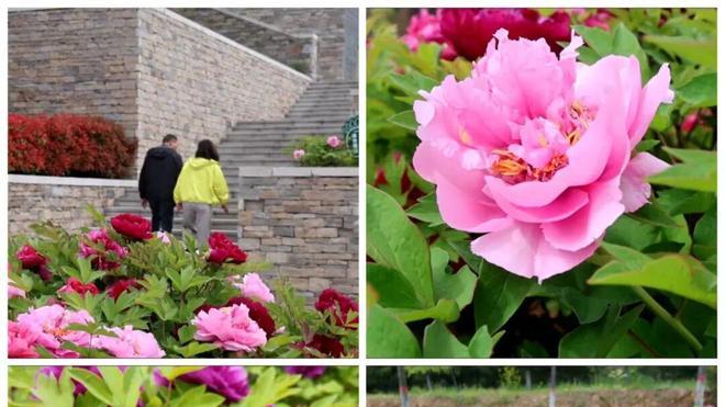 垣曲：城郊森林公园牡丹盛放 国色天香醉游人