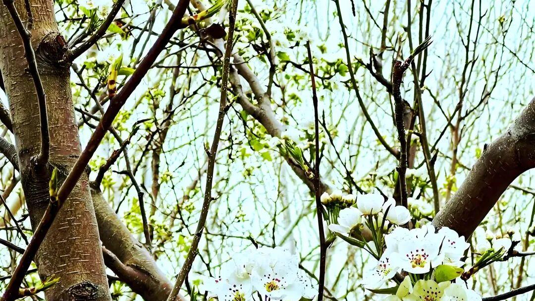 七律·梨花素影吟