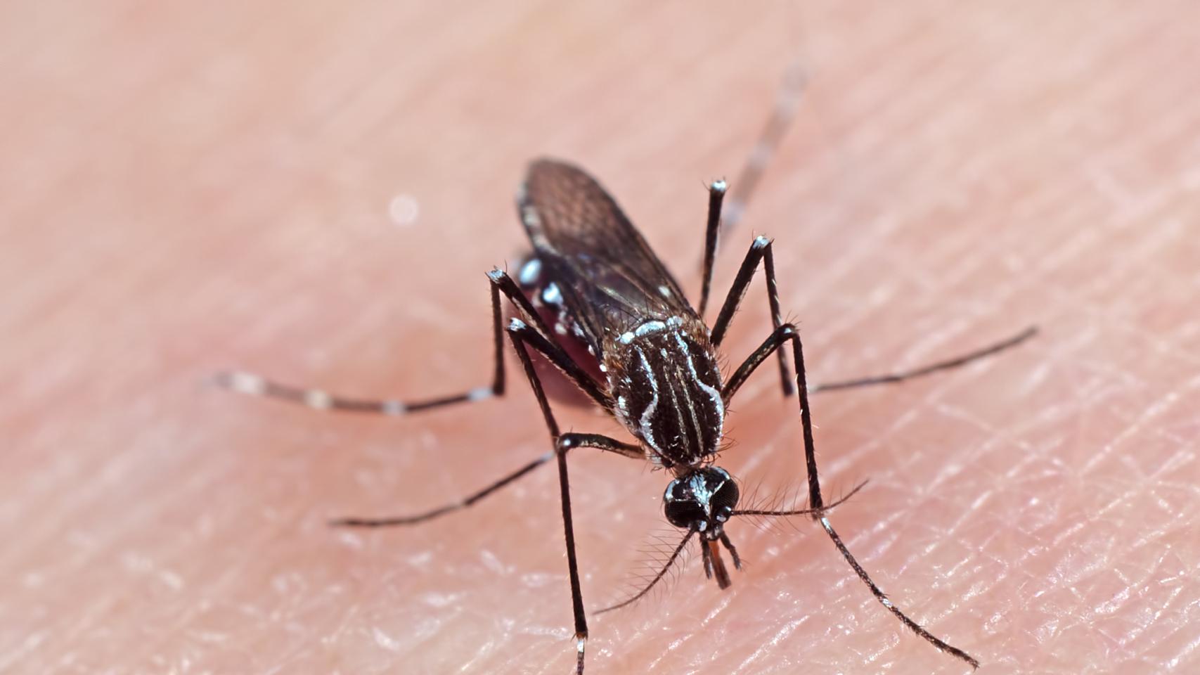 海关总署发布紧急防疫公告 严防海外登革热疫情输入