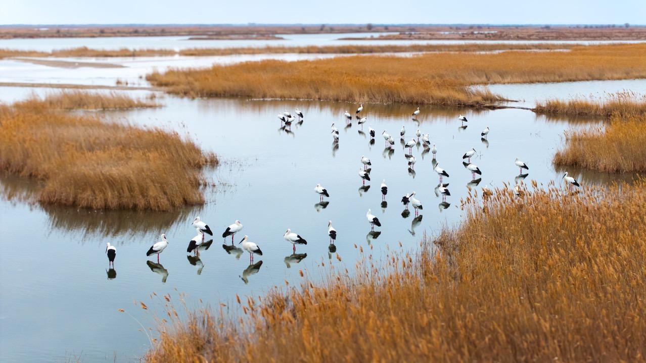 374种鸟类栖息地成无人机“盲飞区”，国家条例未禁保护区