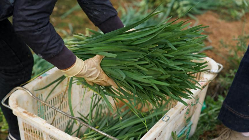 继“真安心鱼”后再度破局，叮咚买菜发布“真安心菜”