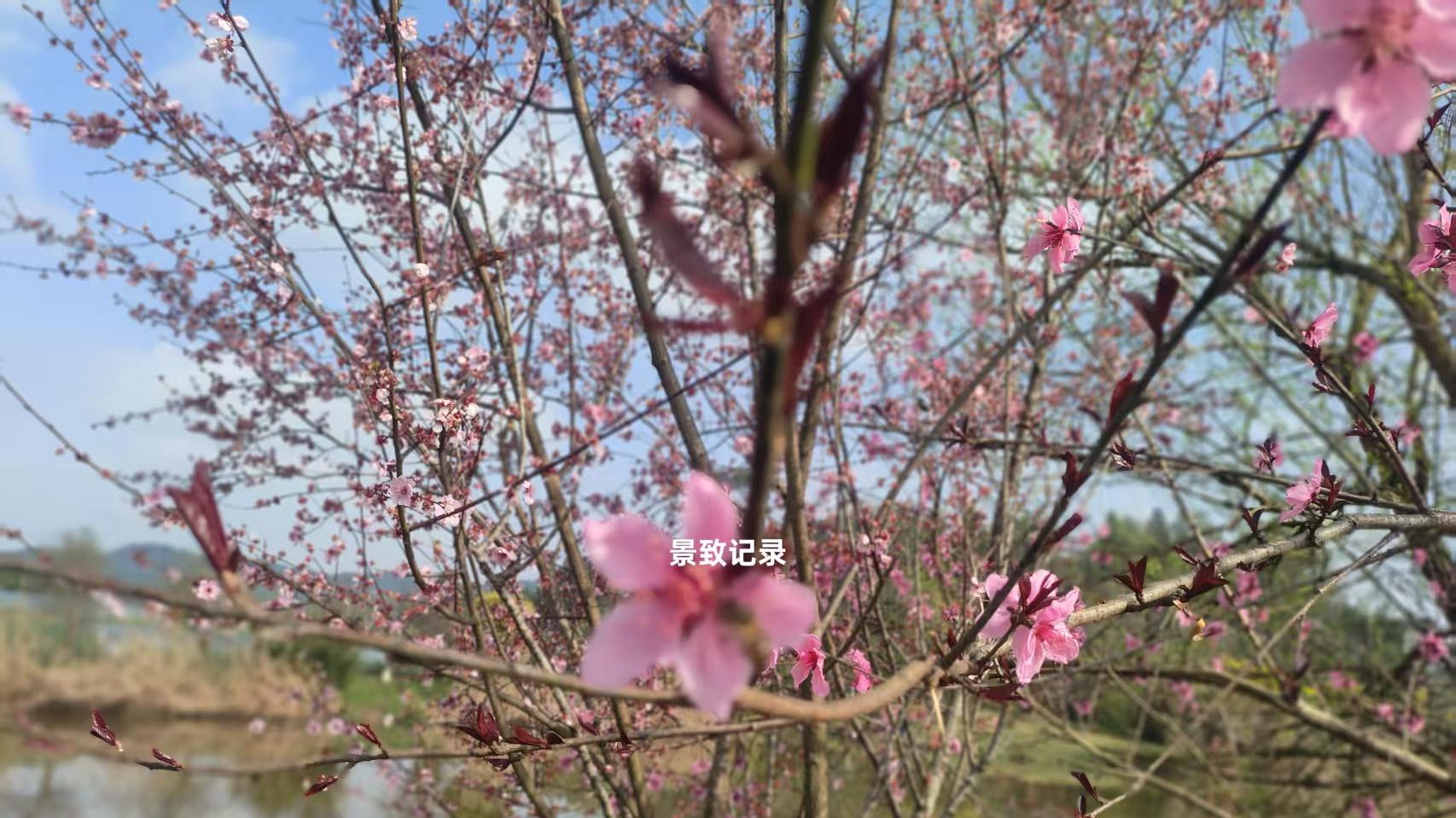 景致记录：狄更斯乘臃肿邮车前行，美国辛辛那提的乡村颇像肯特郡