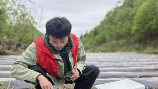湖北省建始县：烟田里的一抹青年志愿红