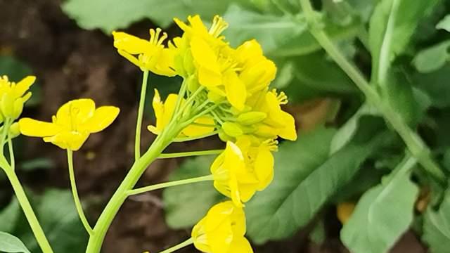 不是孩子沉迷手机，是现实太孤独，青春期父母一定要看懂这一点