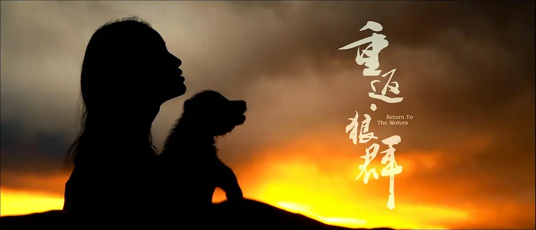 《重返狼群》：没有皆大欢喜的温暖结局，但有在天地间自由的灵魂