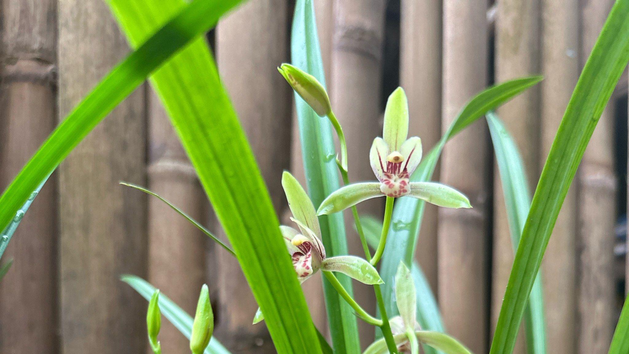 自然兰园，以其独特的魅力吸引着广大的消费者