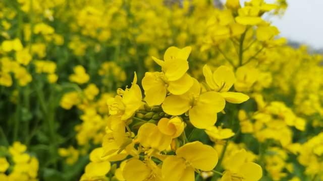 催学习不如唤醒动力，家长稳住心态，三步骤帮孩子重回学习状态