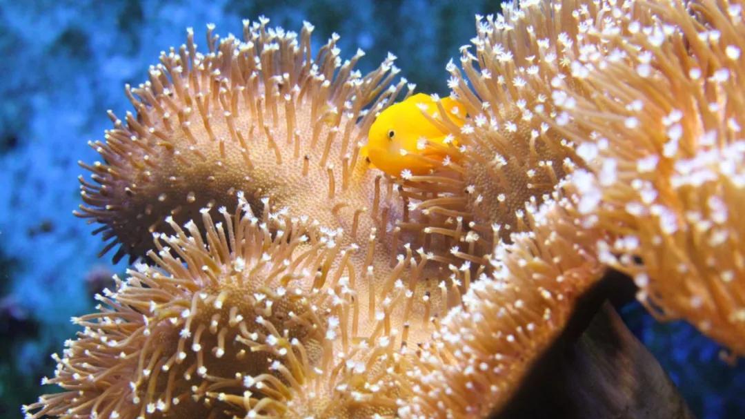 荷兰最具可持续性水族馆来了！Artis动物园地标水族馆6月重开