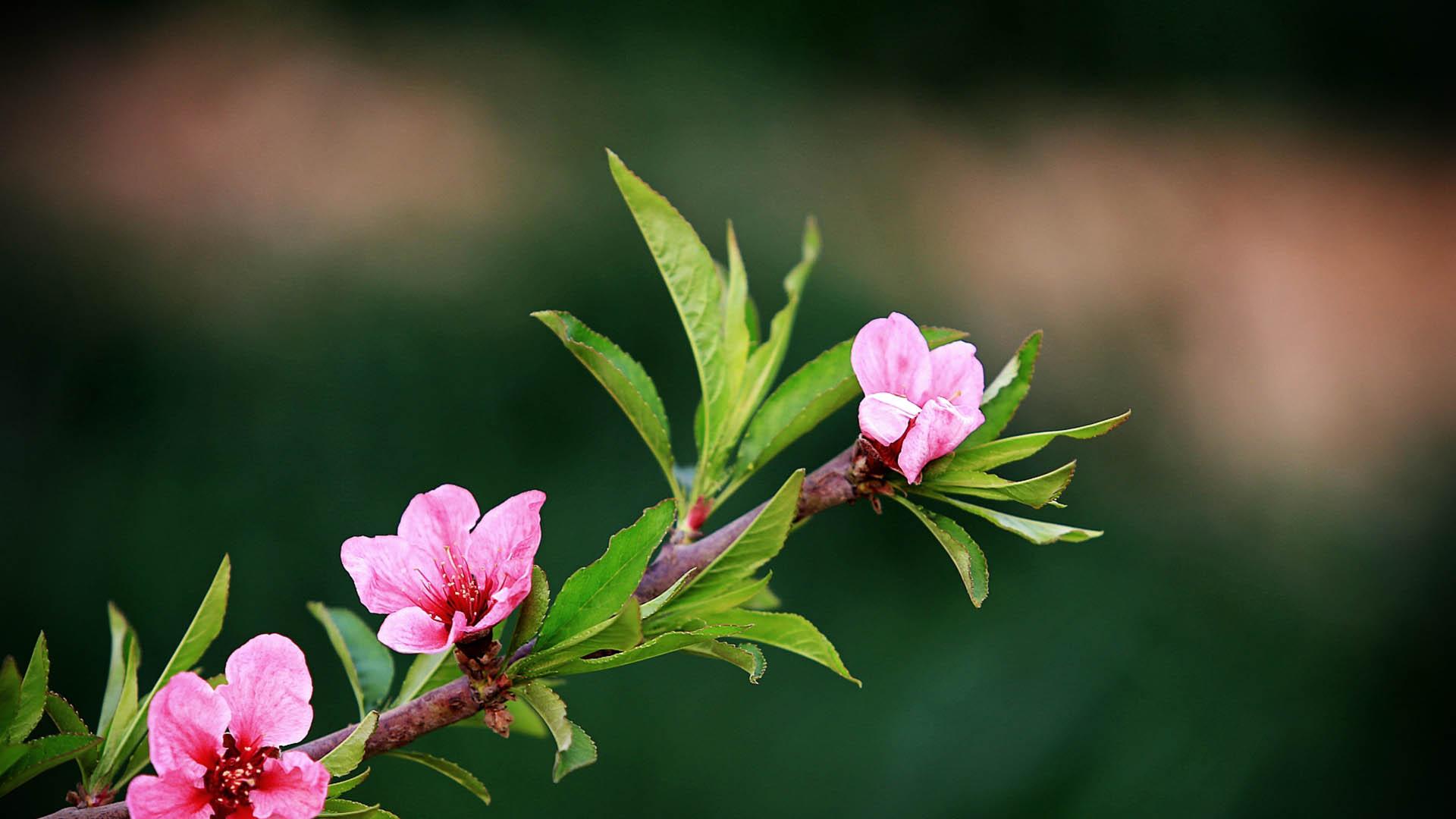异性桃花较旺的几种特征