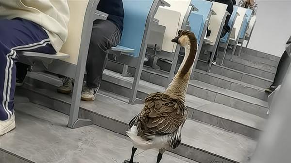 “全校最嚣张的学长”出现了！这只“鹅学长”，竟成校园顶流