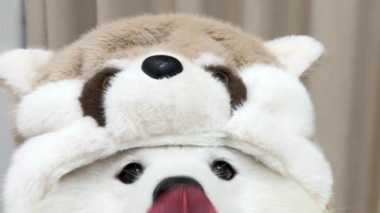 狗罐头好吃吗？适不适合挑食狗狗？狗罐头品牌推荐，安心又健康