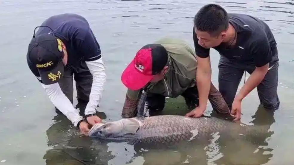 修行四十年，躲过电鱼网，却躲不过一把砍柴刀——衡阳青鱼王的江湖悲歌