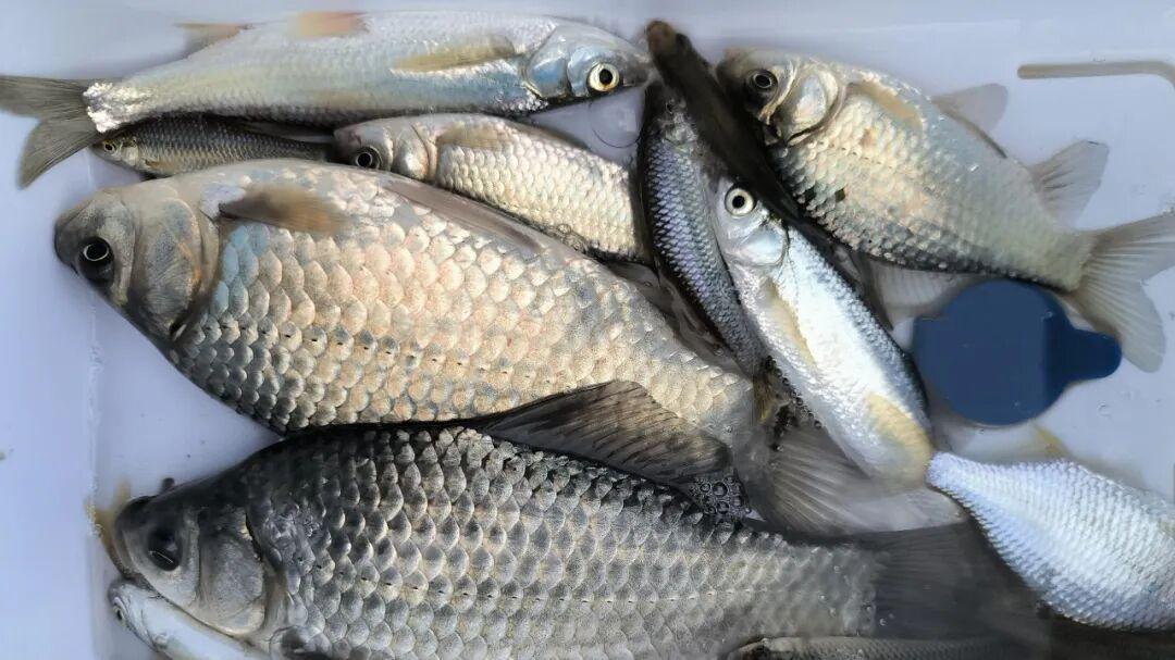 长江上游禁钓4个月，电鱼贼乐了！亿万钓友怒了：我们办证行不行？