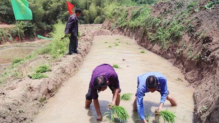 耒阳深山上的一粒米，铺就乡村振兴发展致富路