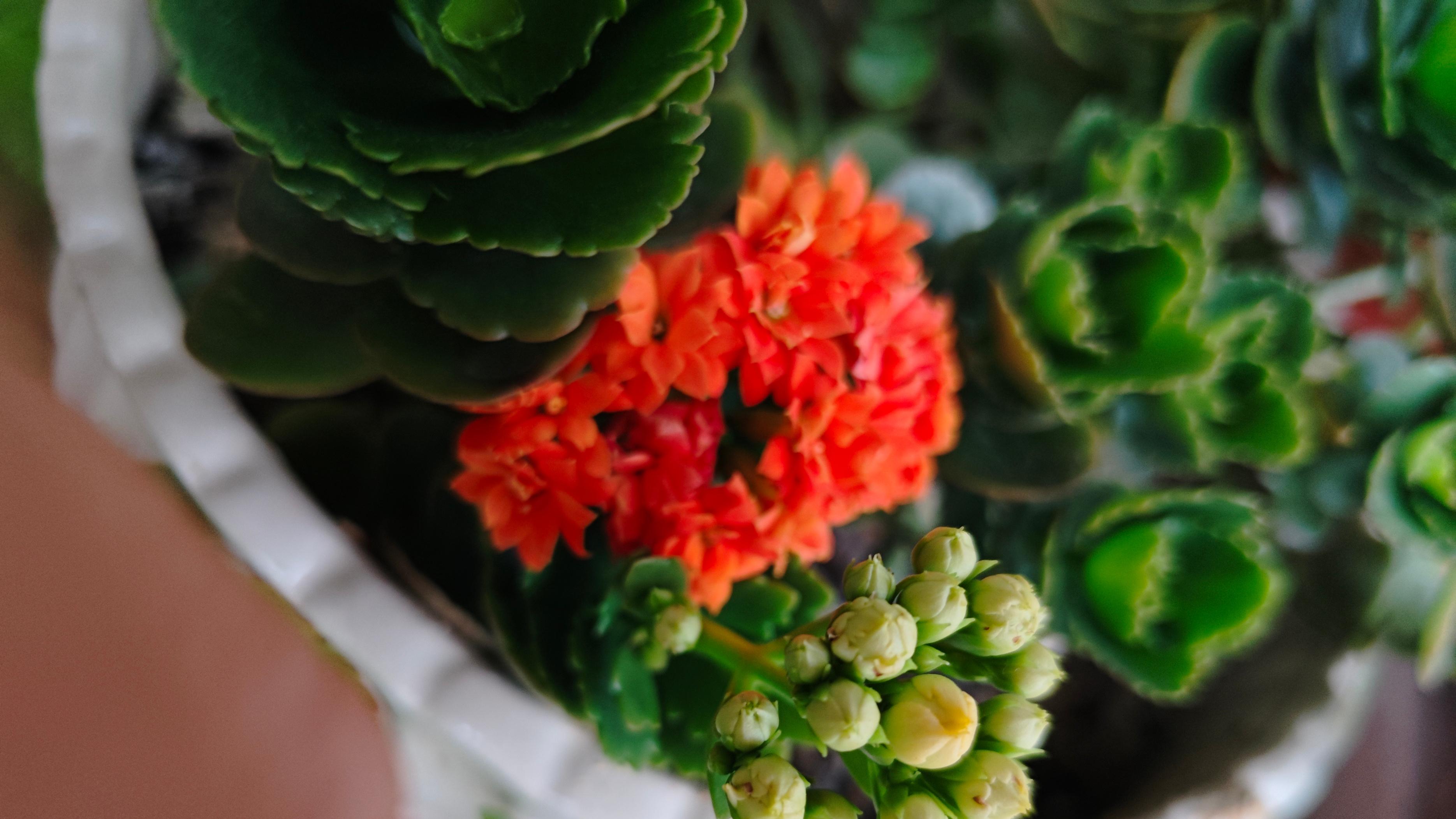 长寿花，名副其实的一种花