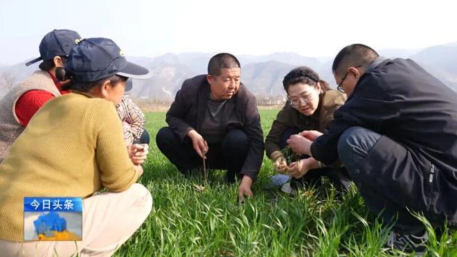 不负好春光！盐湖小麦田间管理忙
