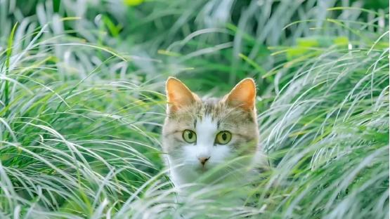 不同年龄段猫咪如何选择猫粮？2026买购网十大高口碑猫粮选购攻略