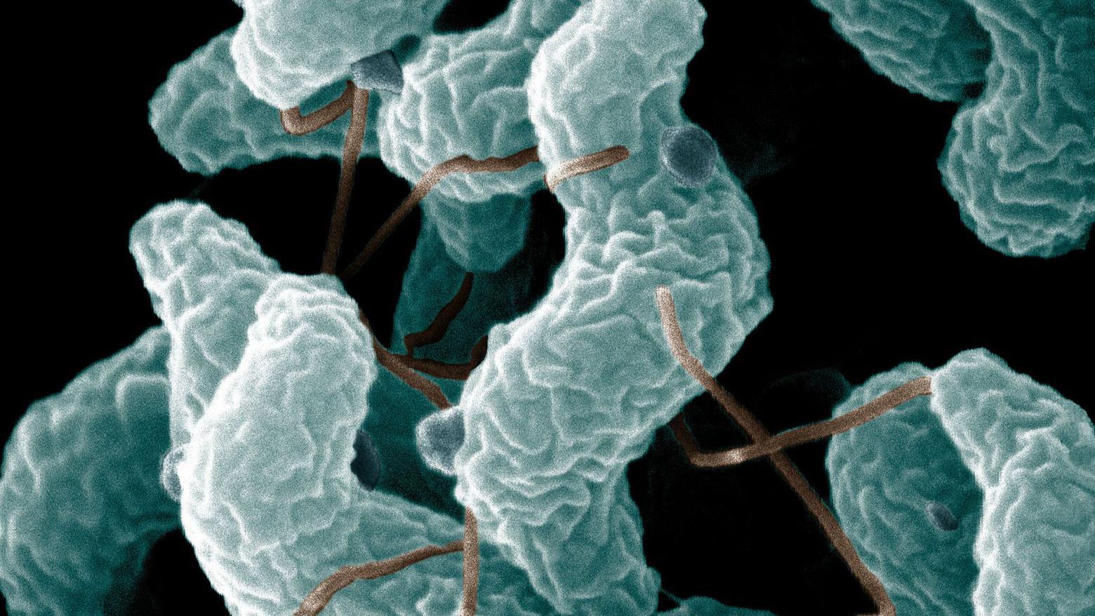 科学家发现，在人的口腔和肠道中，存在着一种“新生命”