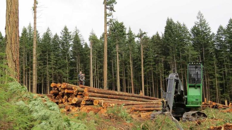 美最高法院“叫停”，加拿大魁北克：木材等行业依然受到冲击