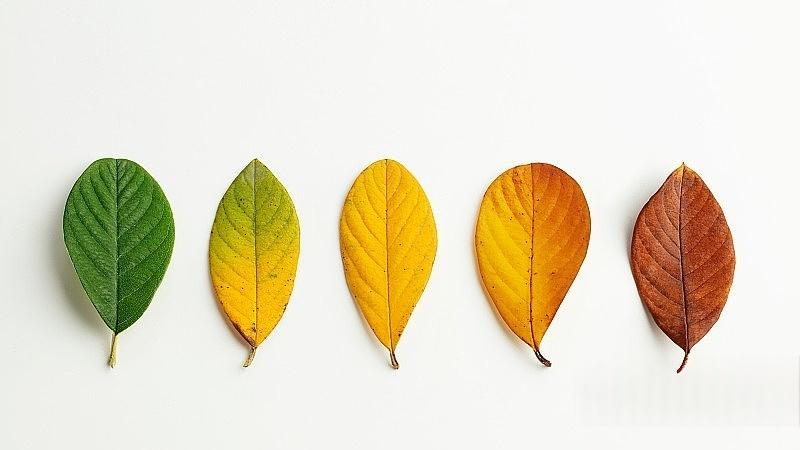 跳过5.3直奔5.4，OpenAI在棋？