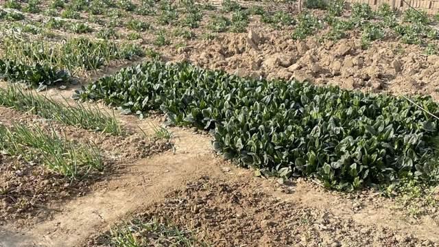 年过六旬的农民老爸，有病先问阿福了