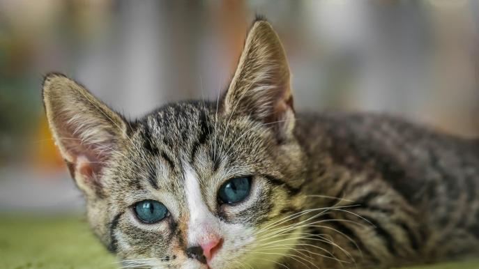 猫猫不吃猫粮怎么办？想胖脸怎么选猫粮？2026热门猫粮前十测评