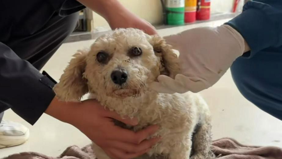 比熊生病被卖去狗肉馆，侥幸逃脱成为流浪狗，小模样看着让人泪目