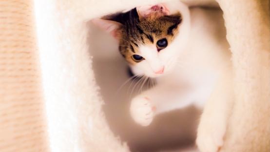 新手如何选猫主食罐头？315认证的十大最安全猫罐头排行榜分享！